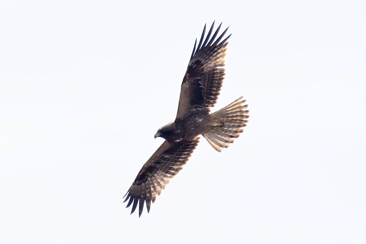 靴隼鵰 - ML646854316