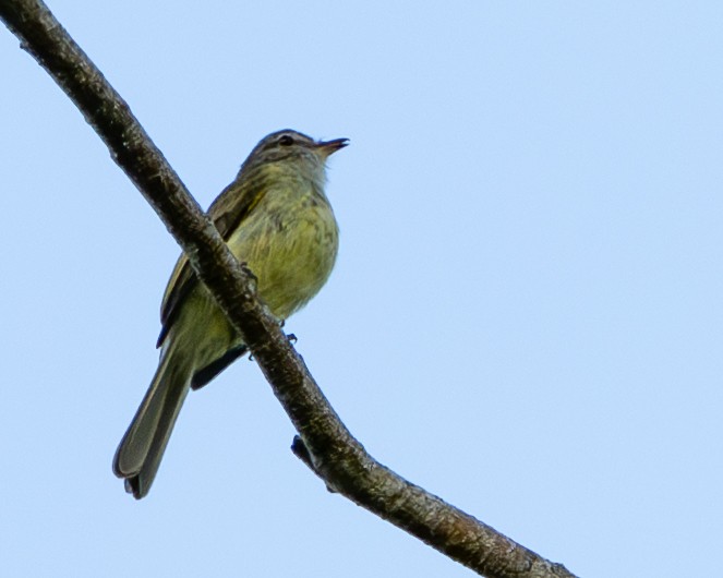 Yeşilimsi Elenya - ML646854317