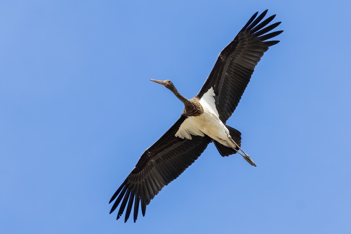 黑鸛 - ML646854322