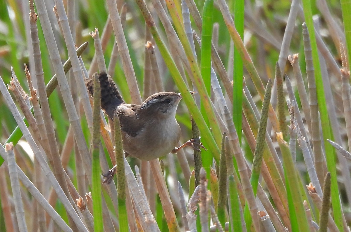 Bataklık Çıtkuşu - ML646854323