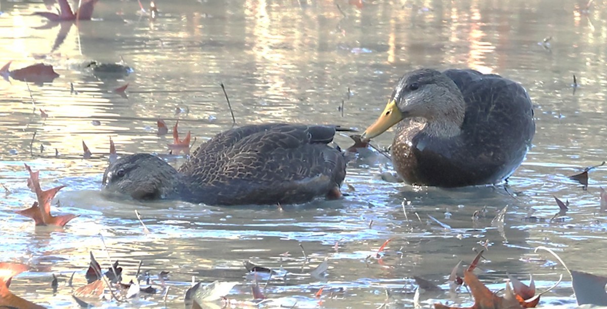 American Black Duck - ML646854324