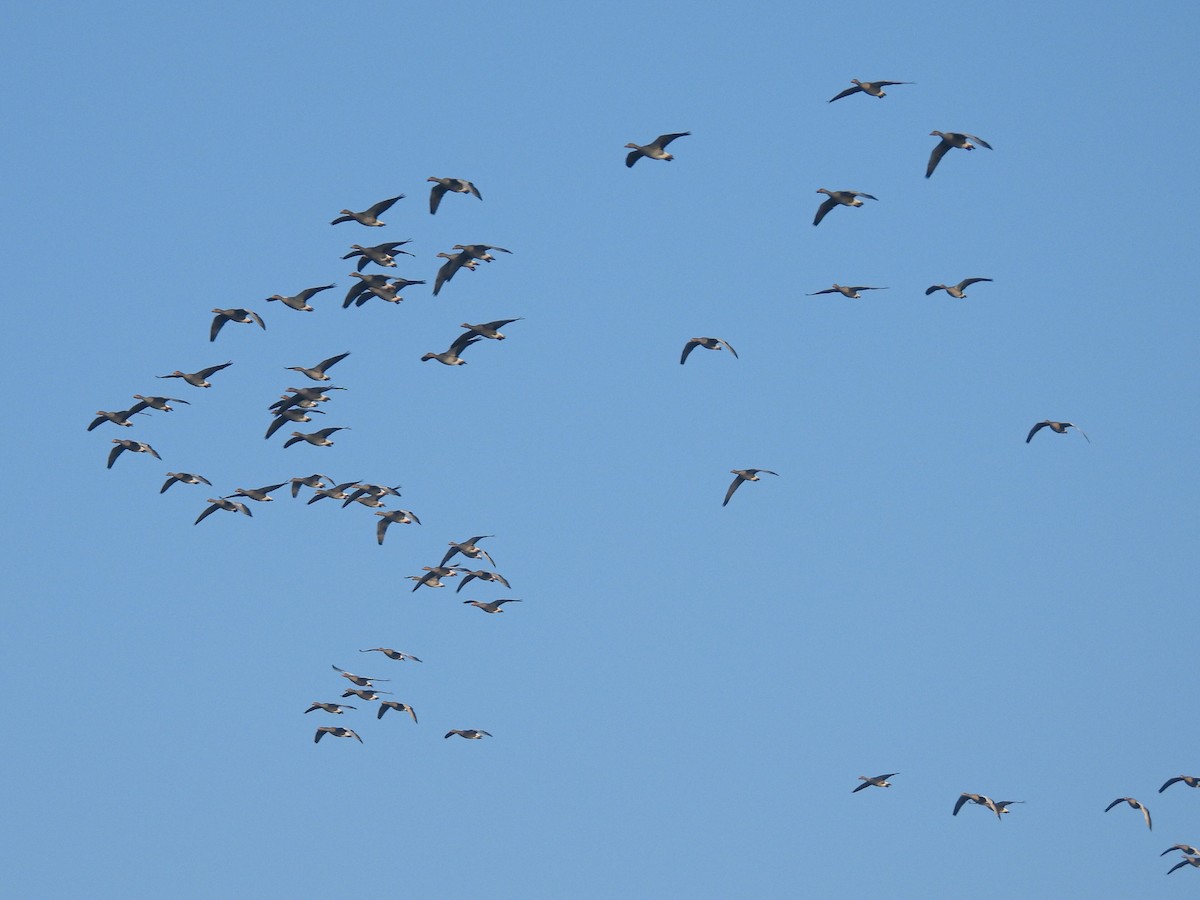 Oie cendrée - ML646854334