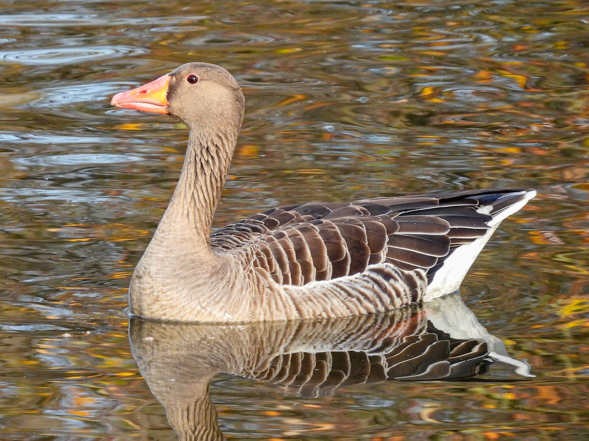 Oie cendrée - ML646854339