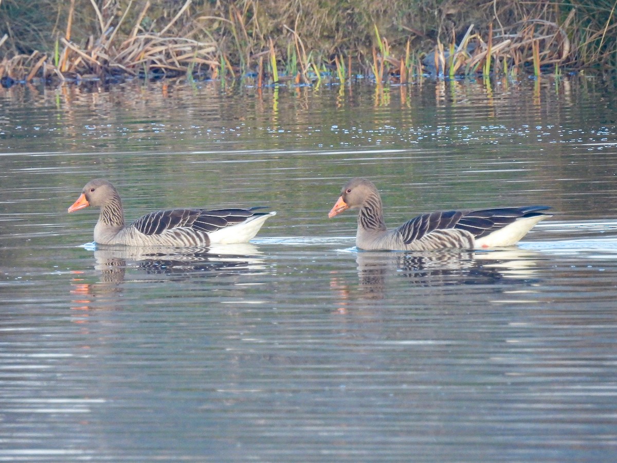 Oie cendrée - ML646854340