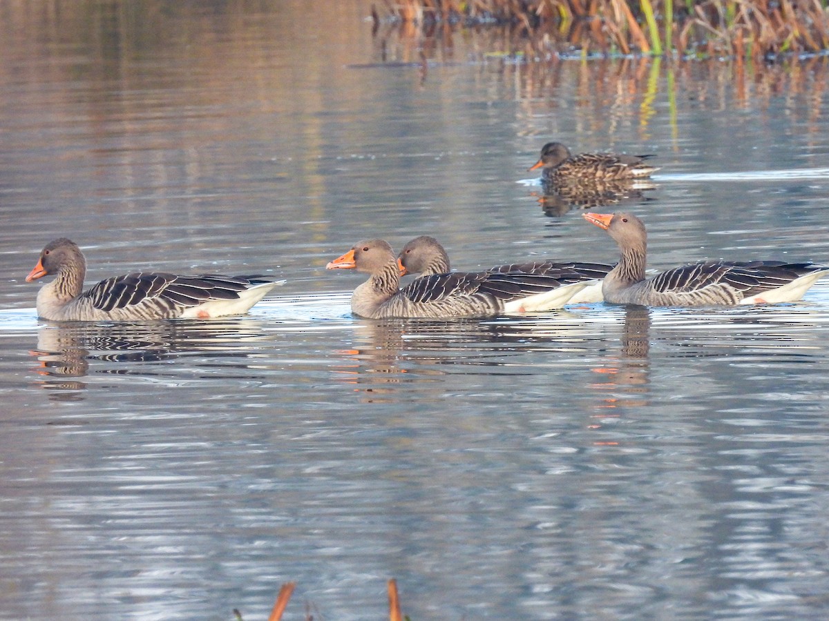 Oie cendrée - ML646854341