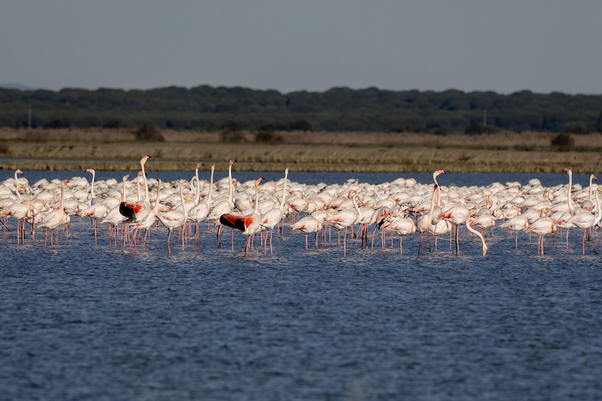 大紅鸛 - ML646854354