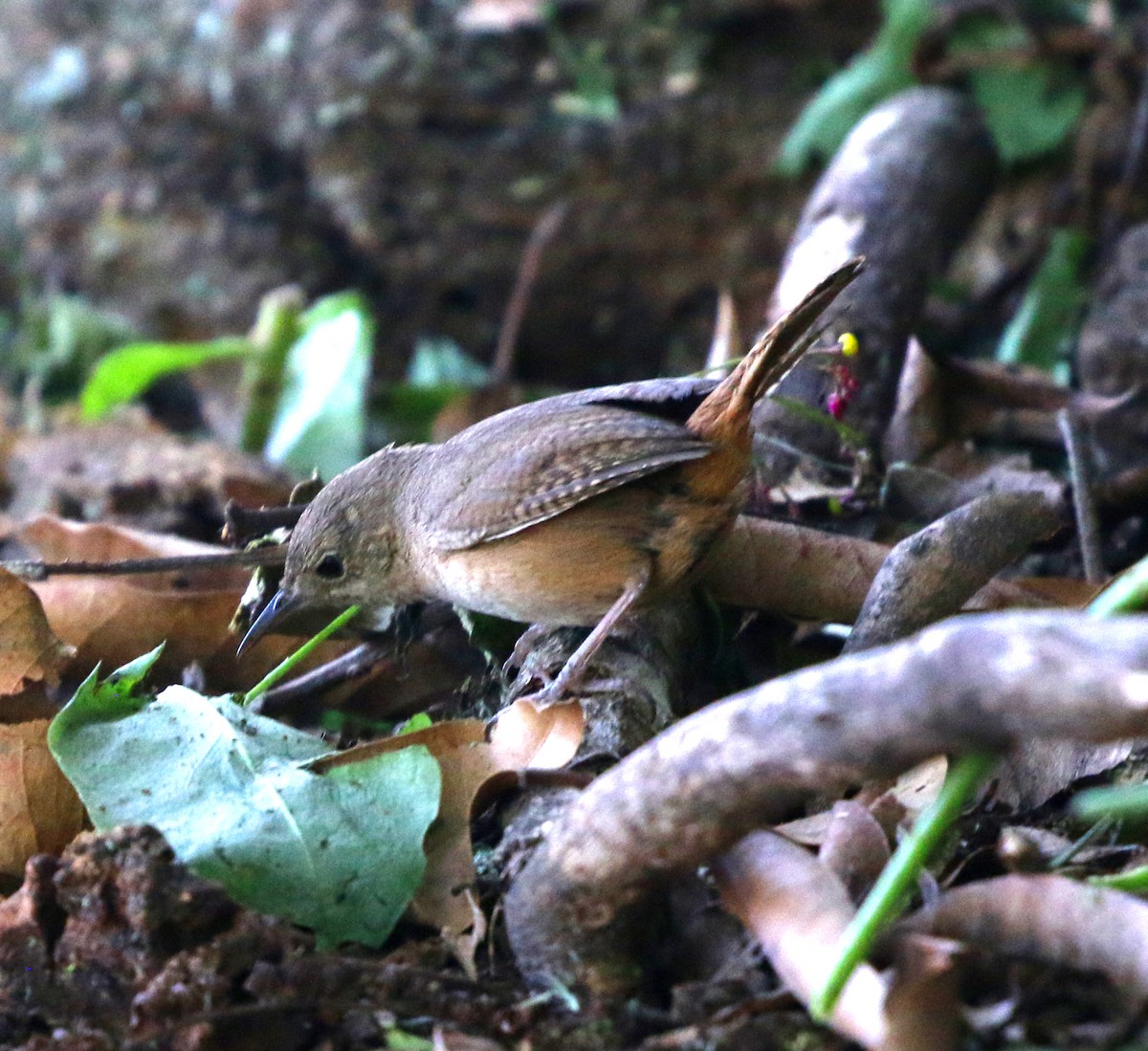 Southern House Wren - ML646854360