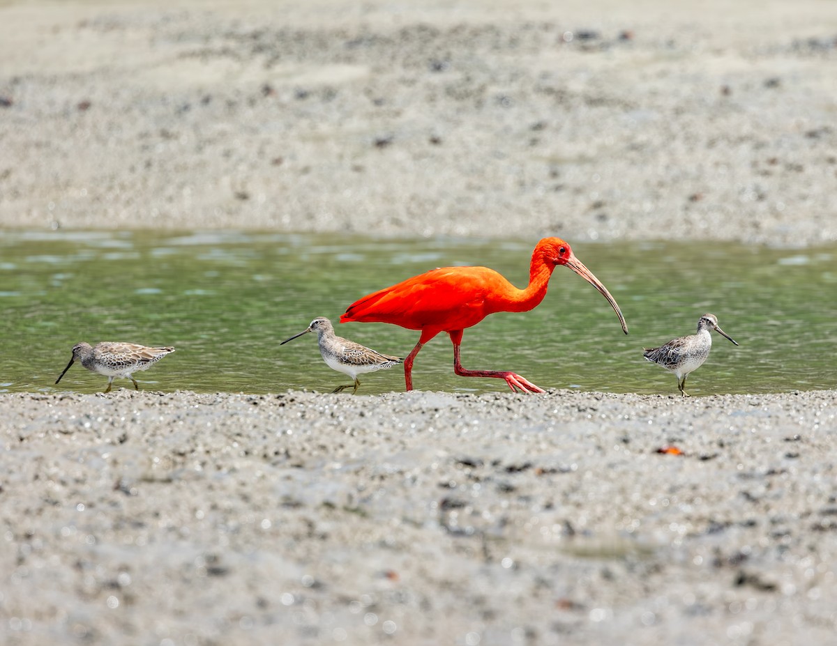 Short-billed Dowitcher - ML646854363