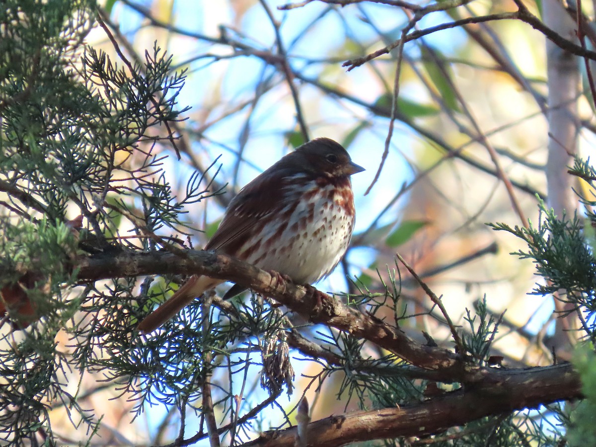 strnadec kaštanový - ML646854374