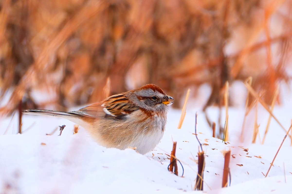 Пасовник північний - ML646854375