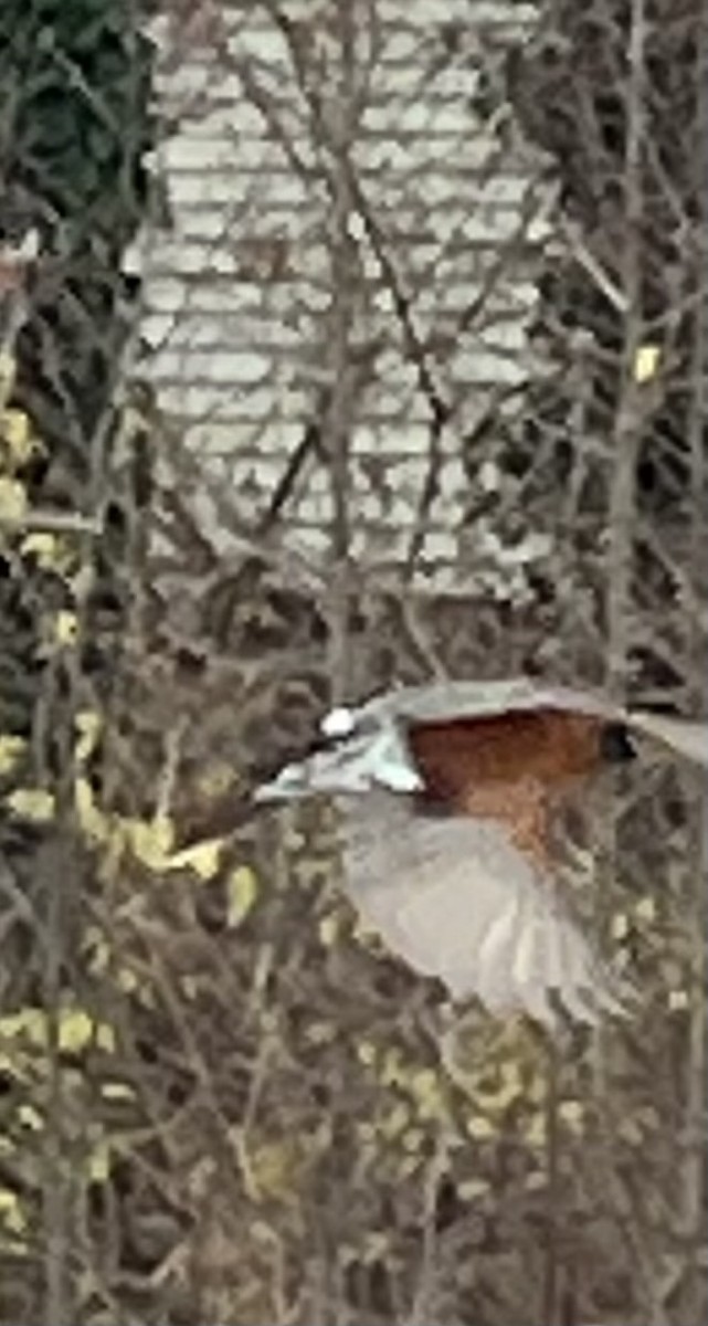 American Robin - ML646854376