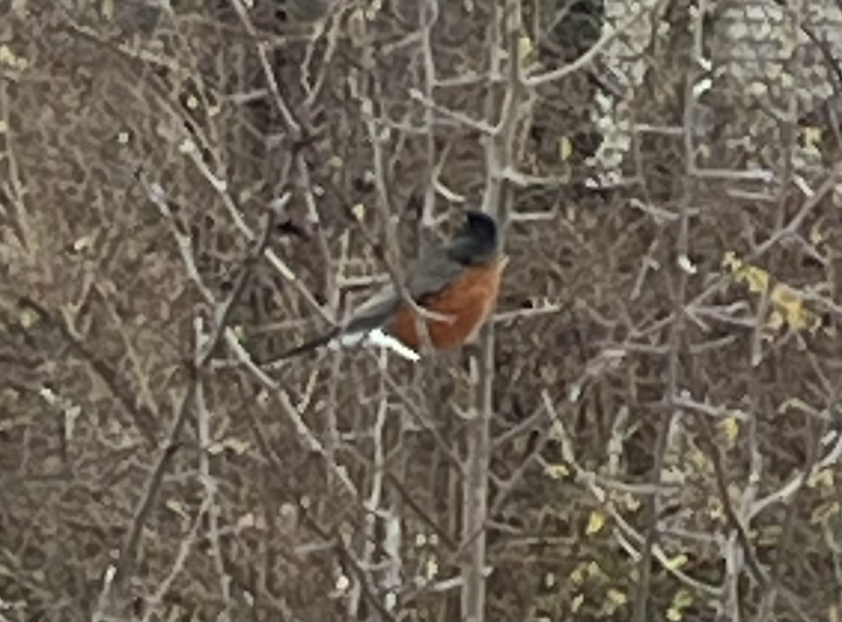 American Robin - ML646854377