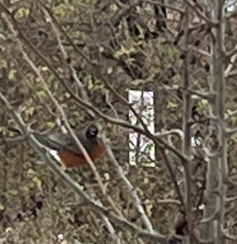 American Robin - ML646854378
