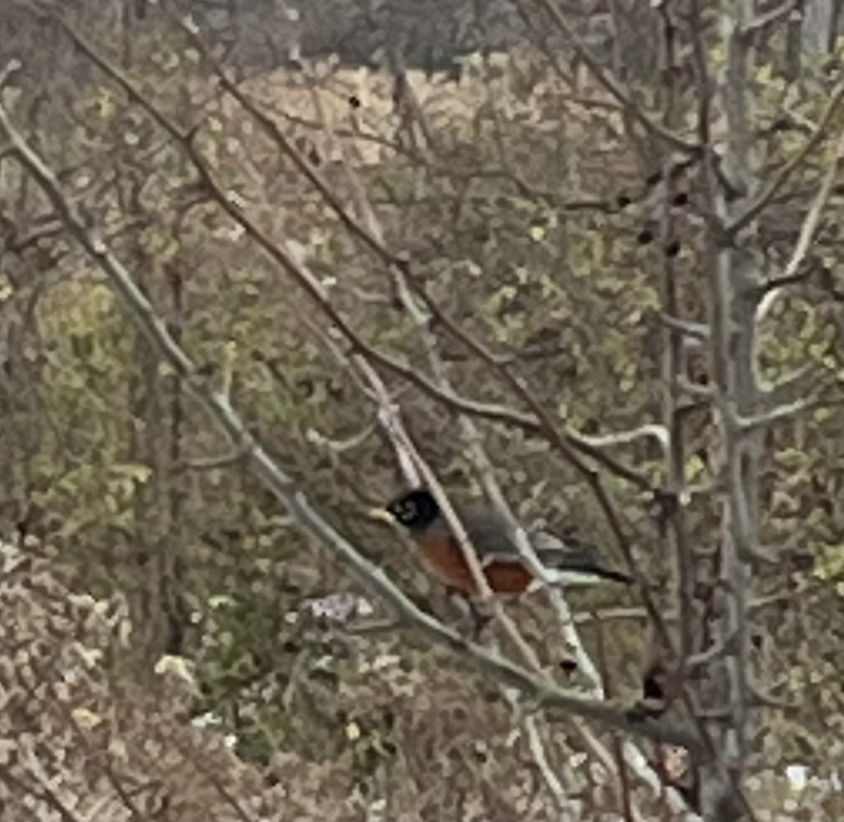 American Robin - ML646854379