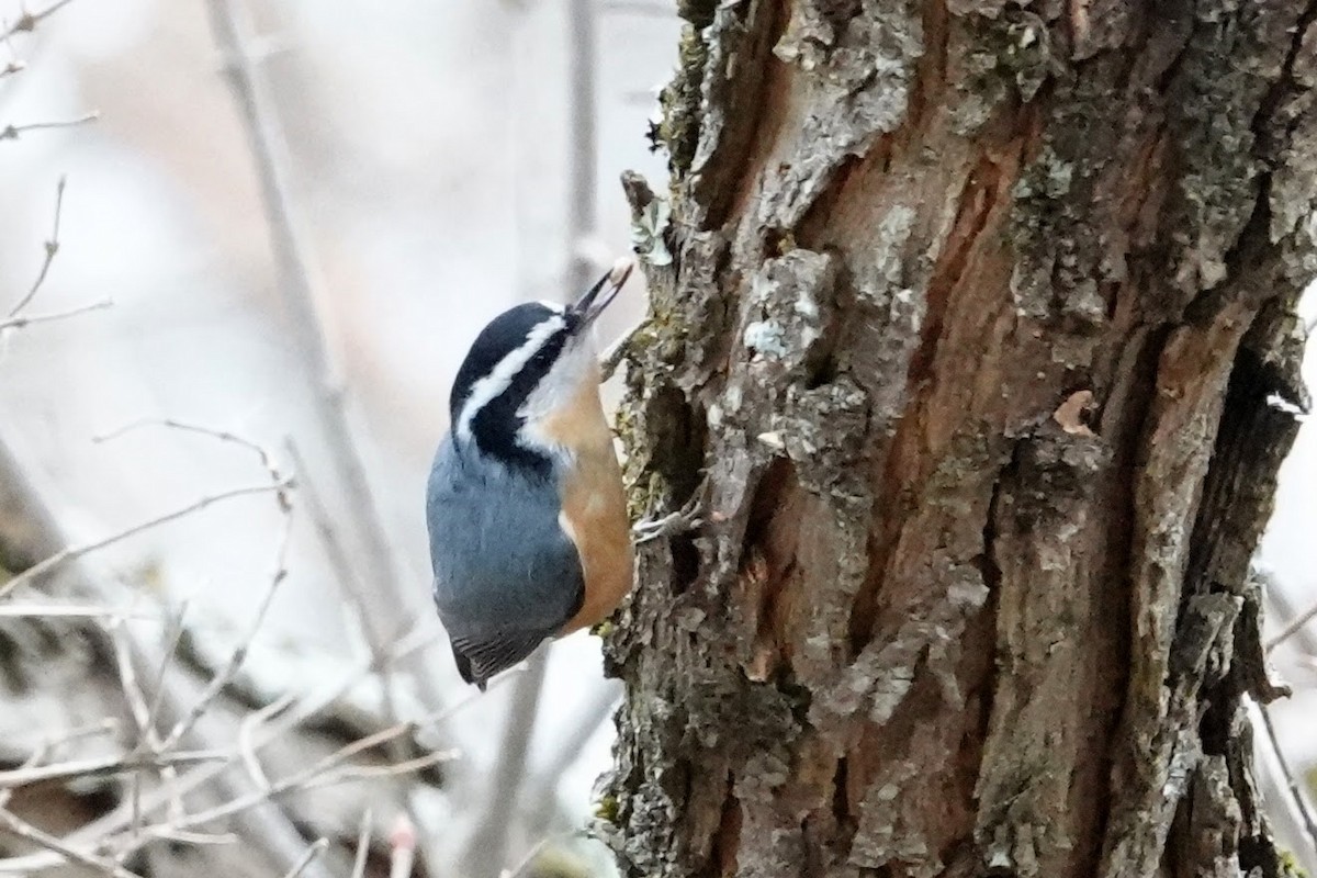Red-breasted Nuthatch - ML646854395