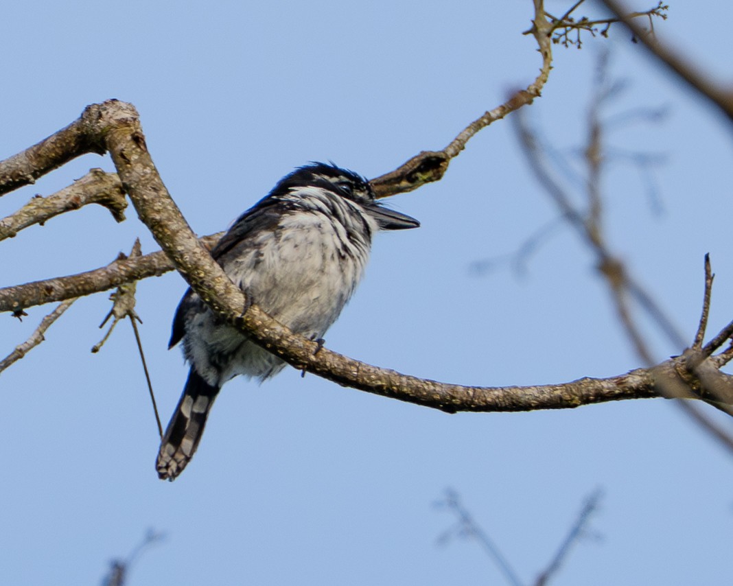 Alaca Pufkuşu - ML646854396