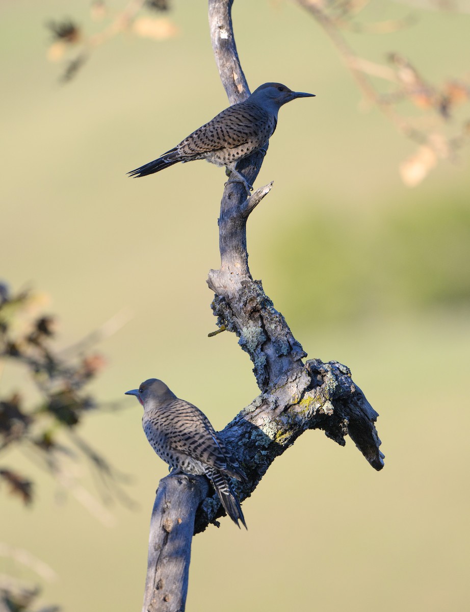 Northern Flicker - ML646854397