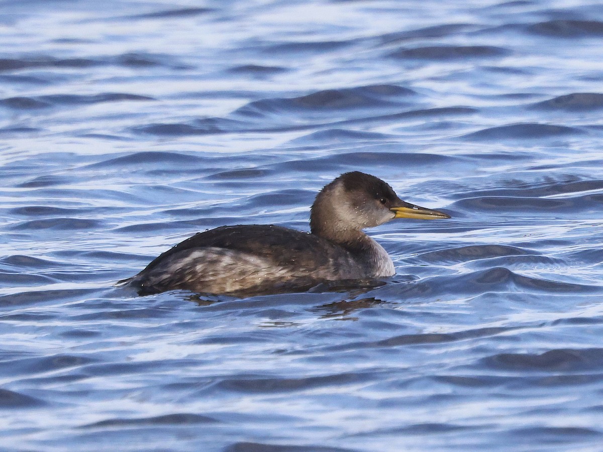 アカエリカイツブリ - ML646854398