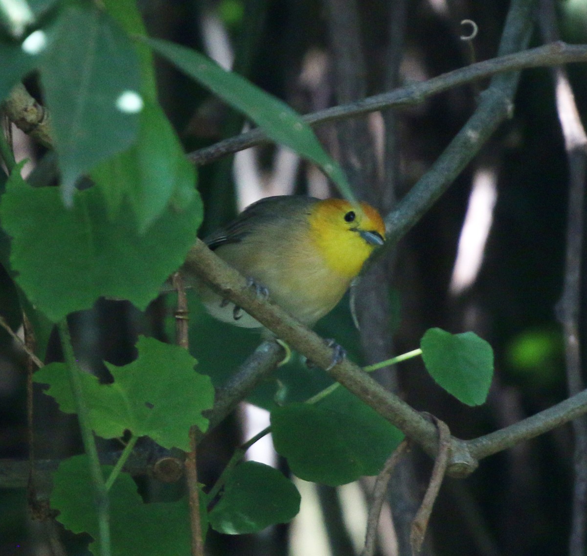 Orange-headed Tanager - ML646854401