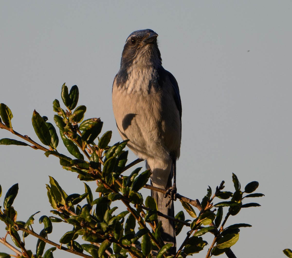 Калифорнийская сойка - ML646854402
