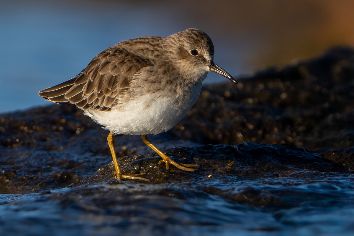 jespák drobný - ML646854403