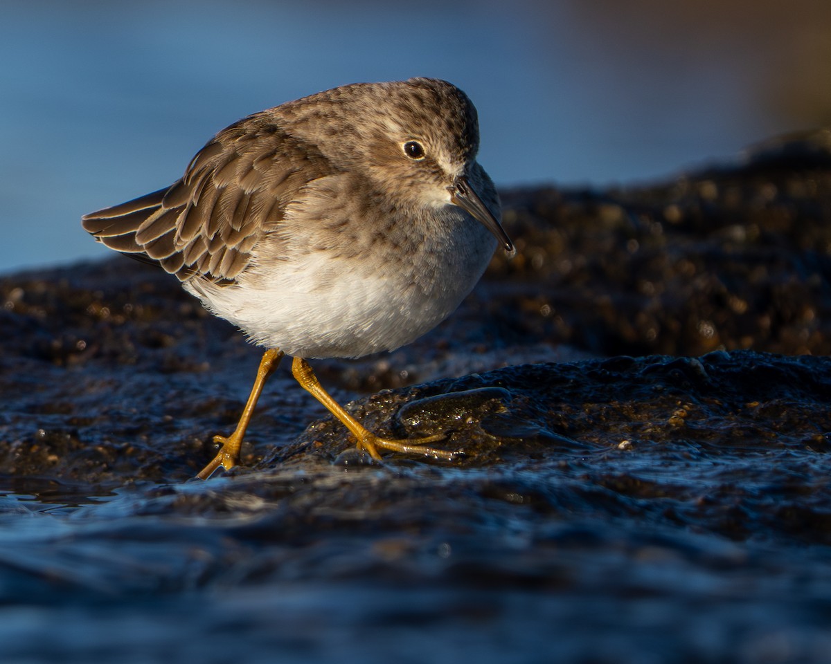 jespák drobný - ML646854404