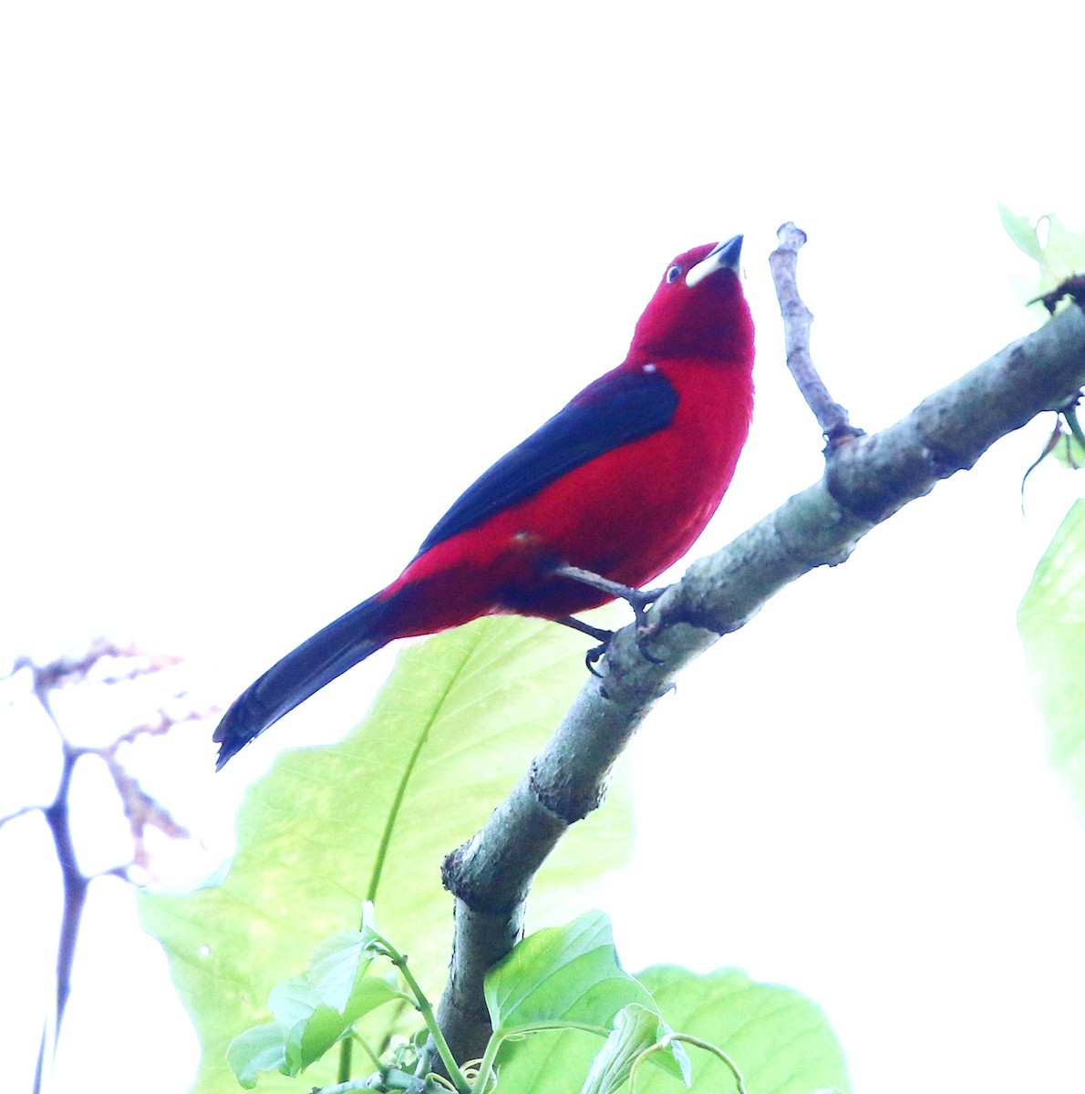 Brazilian Tanager - ML646854421