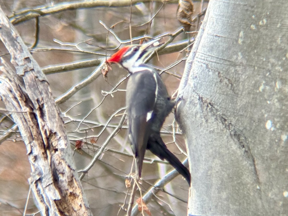 Pileated Woodpecker - ML646854423
