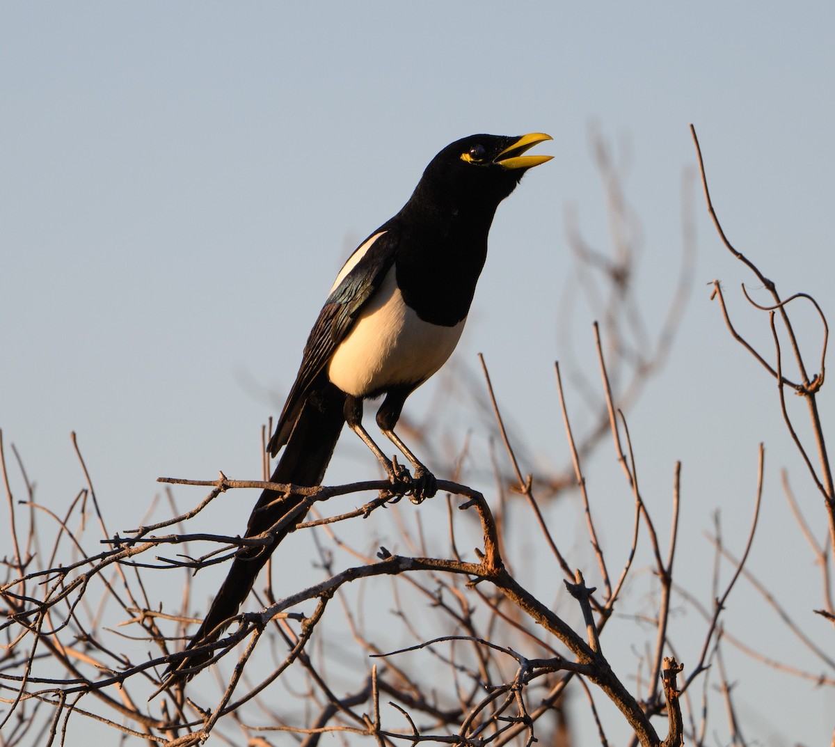Yellow-billed Magpie - ML646854427