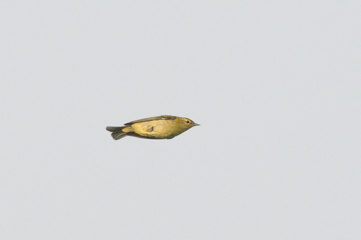 Tennessee Warbler - ML646854428