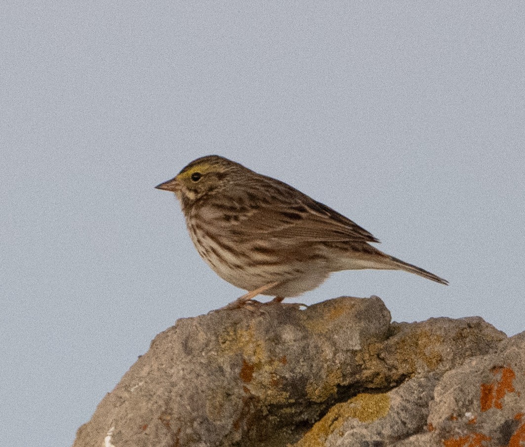 Savannah Sparrow - ML646854431