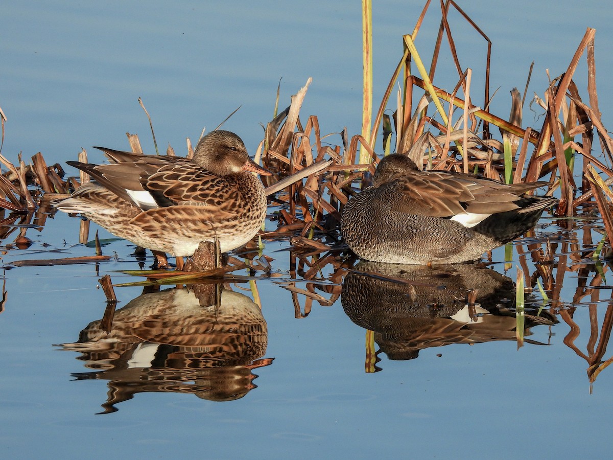 kopřivka obecná - ML646854432