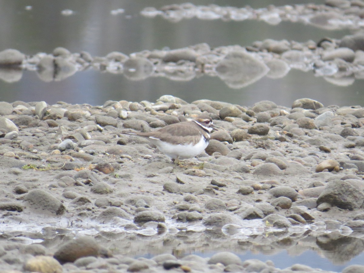 Chorlitejo Culirrojo - ML646854435