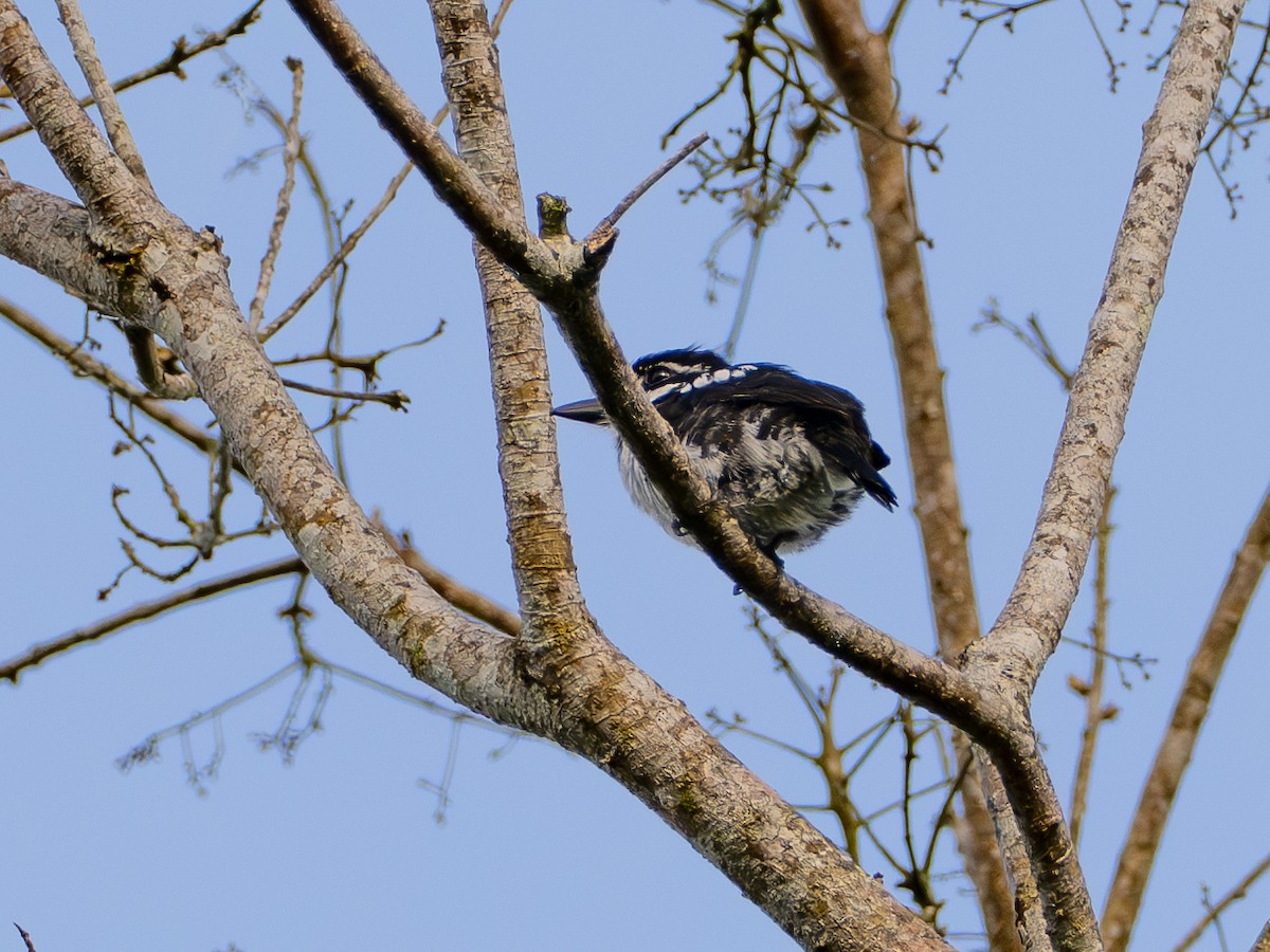 Alaca Pufkuşu - ML646854436