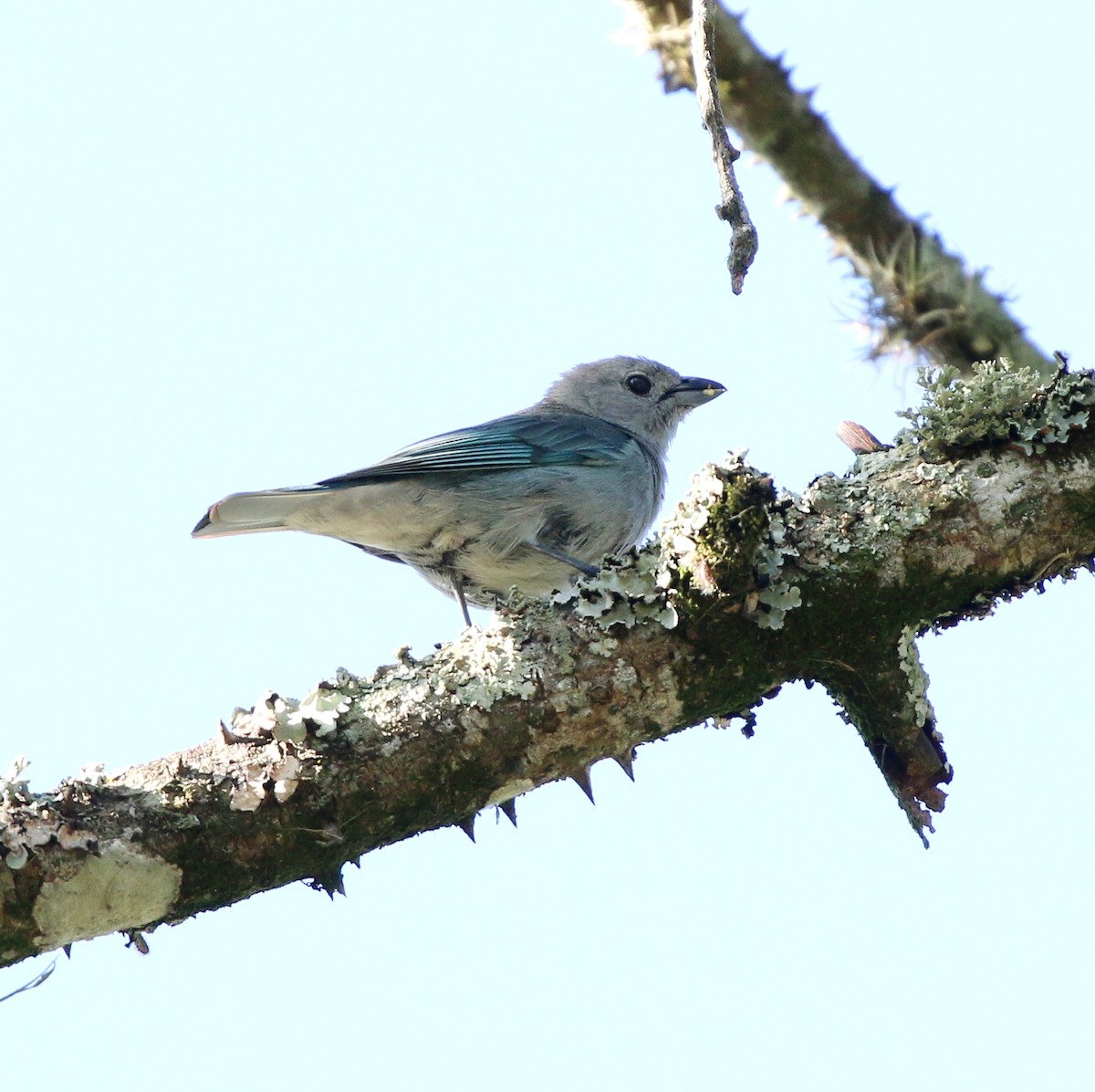 Sayaca Tanager - ML646854437