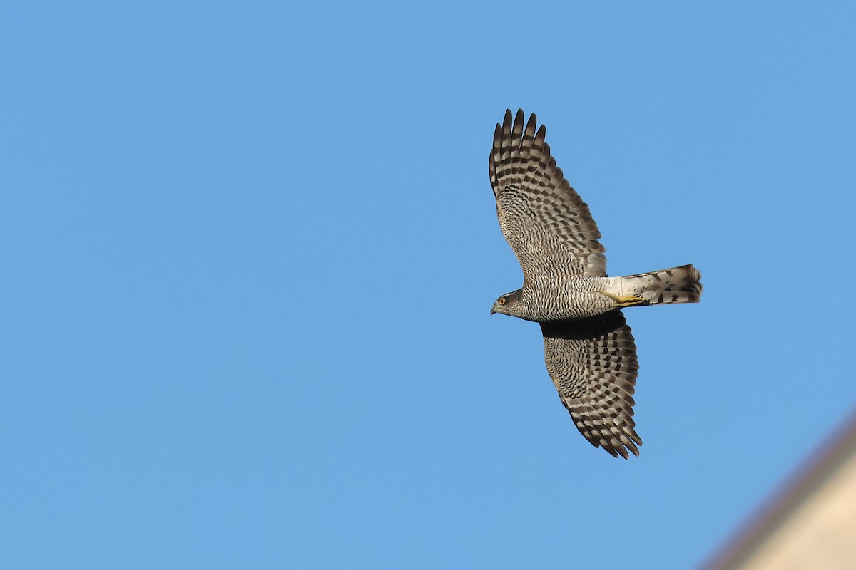 Eurasian Sparrowhawk - ML646854453