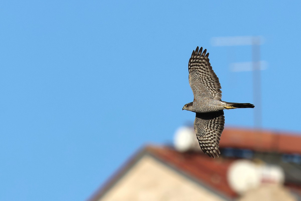 Eurasian Sparrowhawk - ML646854454