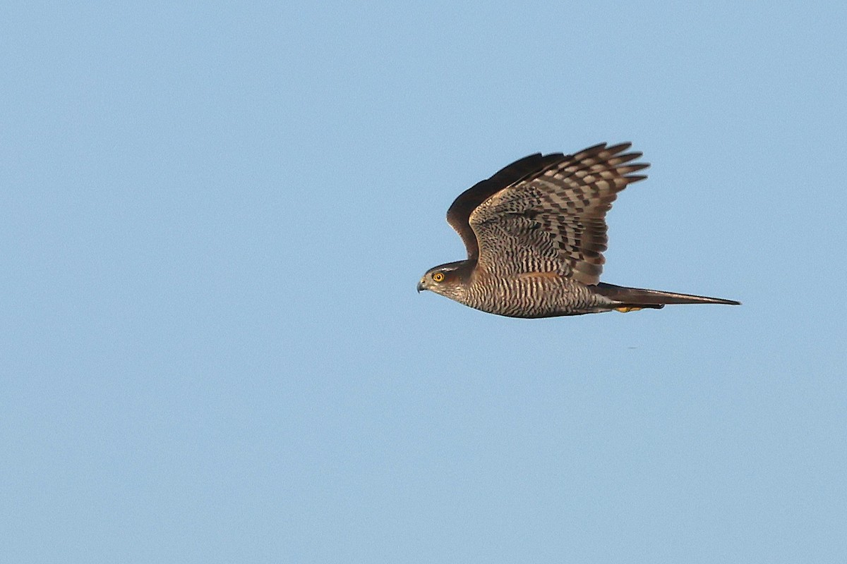 Eurasian Sparrowhawk - ML646854455