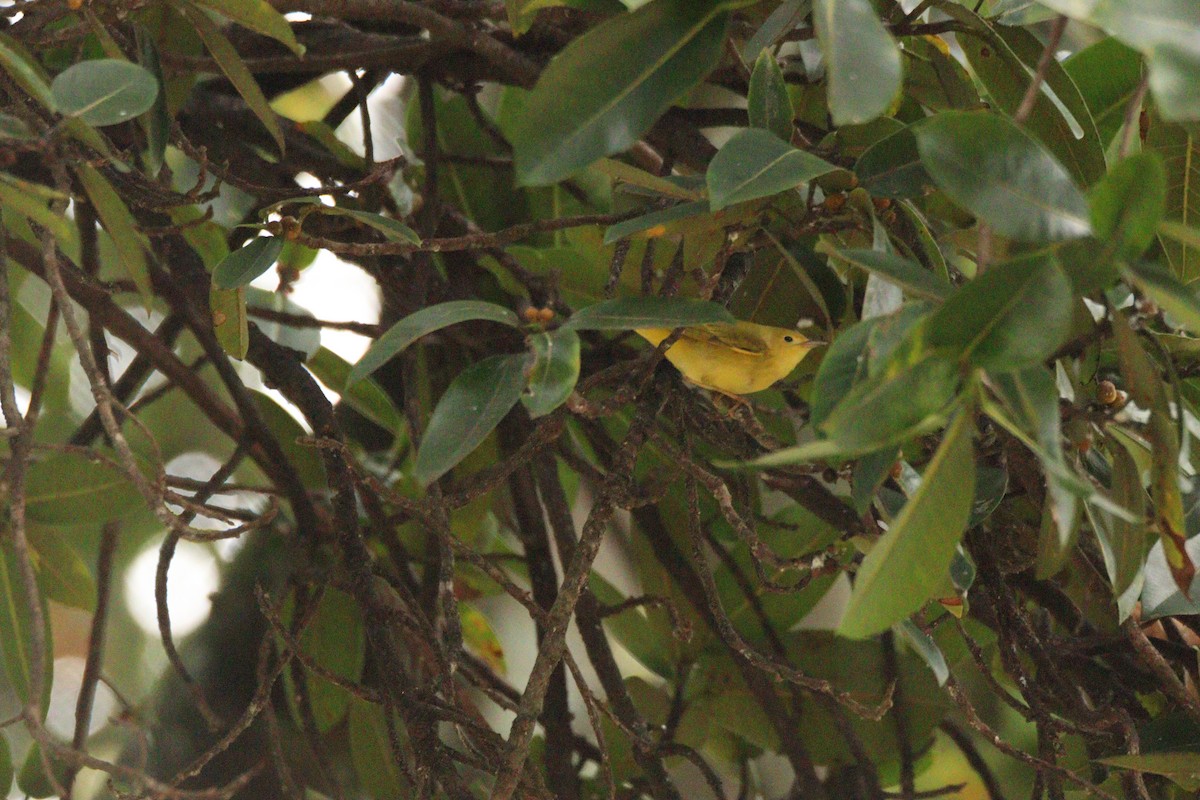 Northern Yellow Warbler - ML646854459