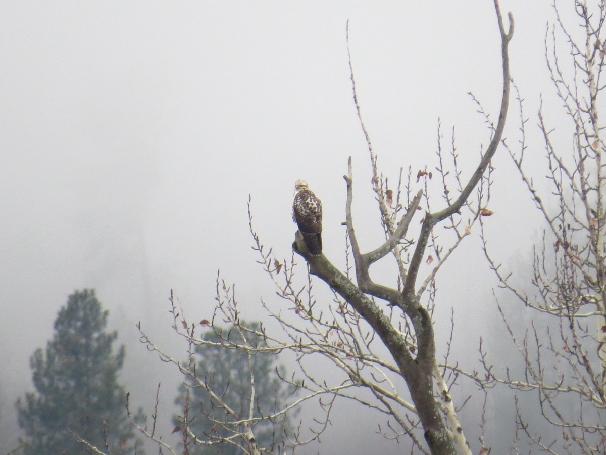 Busardo Colirrojo - ML646854460