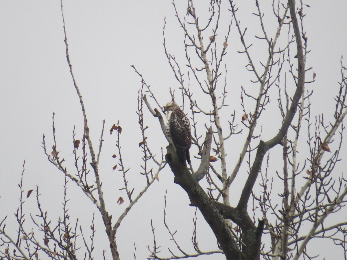 Busardo Colirrojo - ML646854461