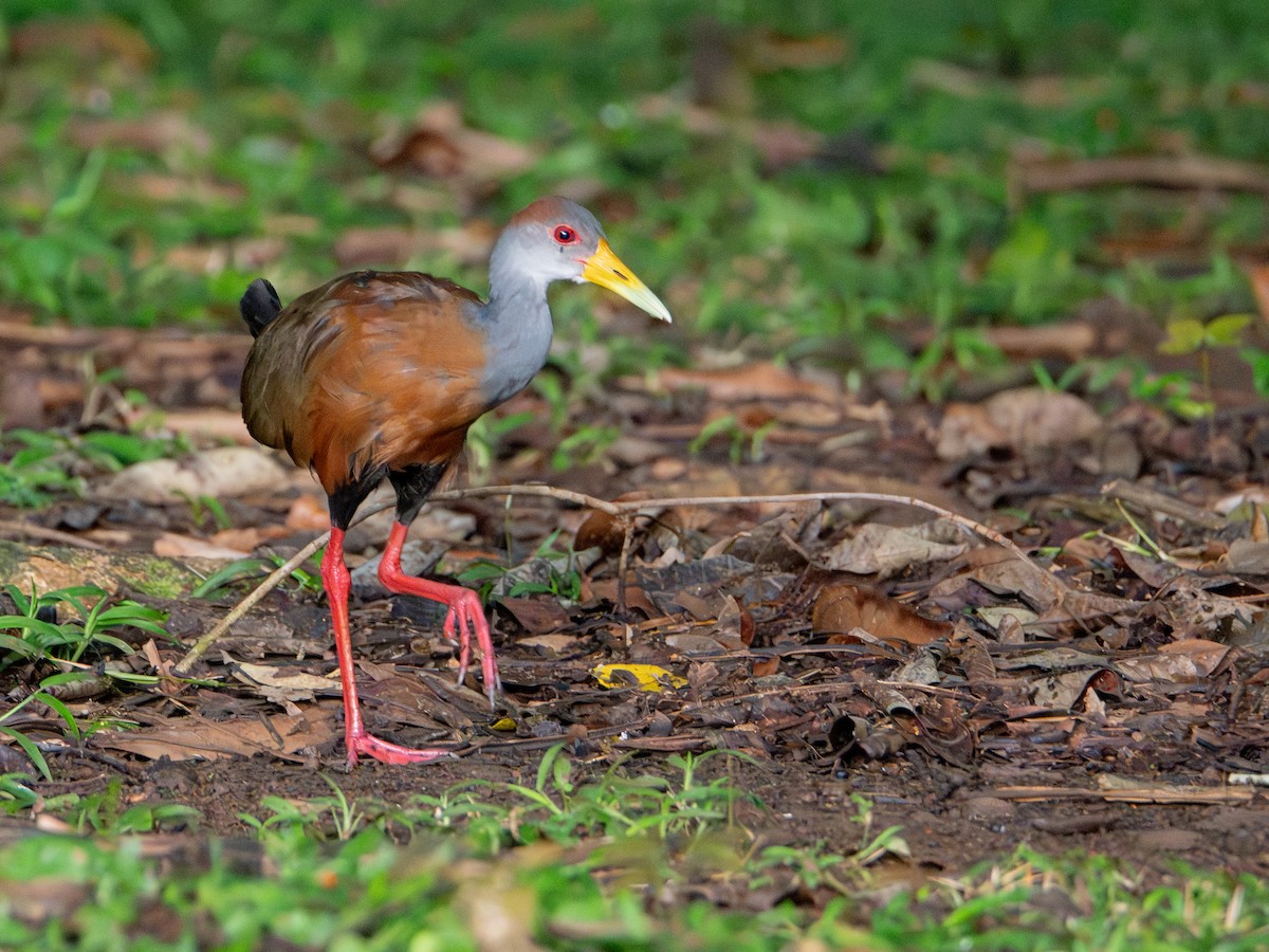 Kızıl Enseli Orman Kılavuzu - ML646854465