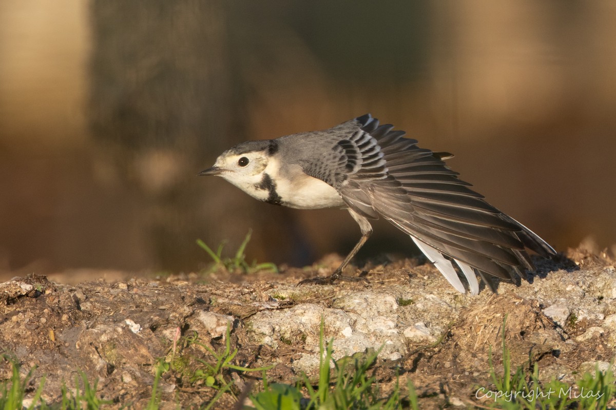 linerle - ML646854466