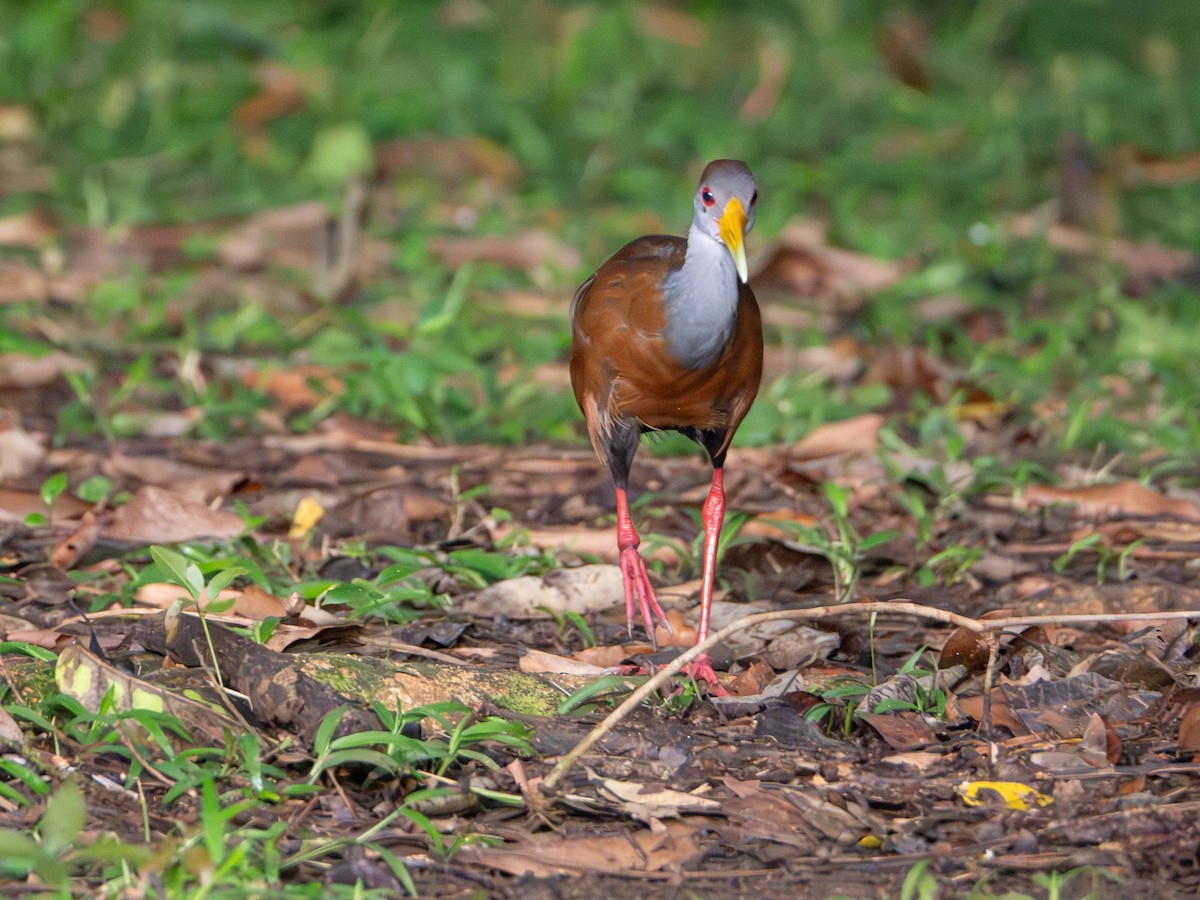 Kızıl Enseli Orman Kılavuzu - ML646854467