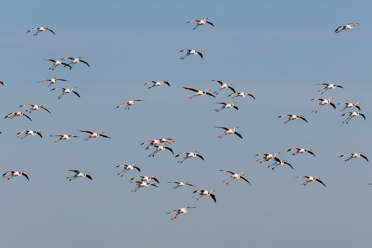 大紅鸛 - ML646854468