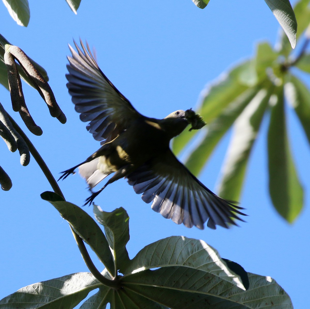 Palm Tanager - ML646854470