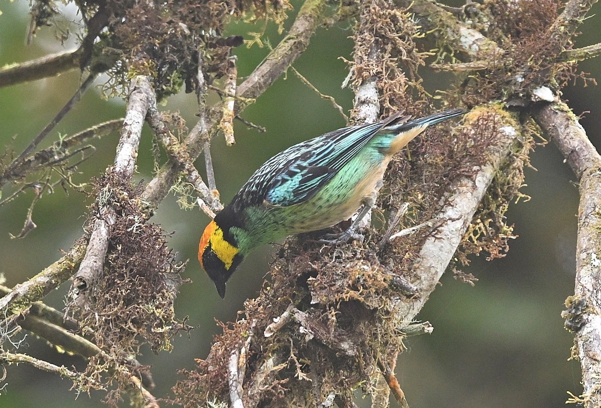 Saffron-crowned Tanager - ML646854472