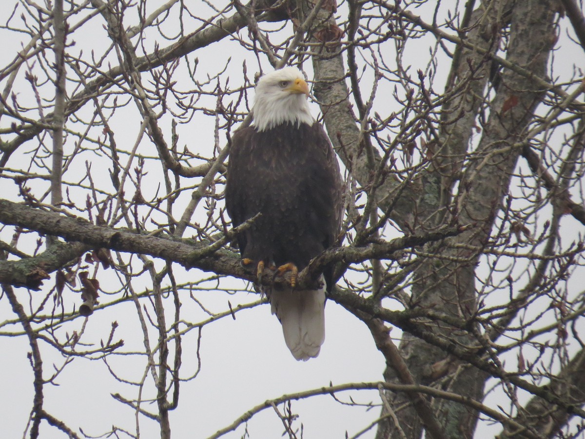 Pigargo Americano - ML646854473