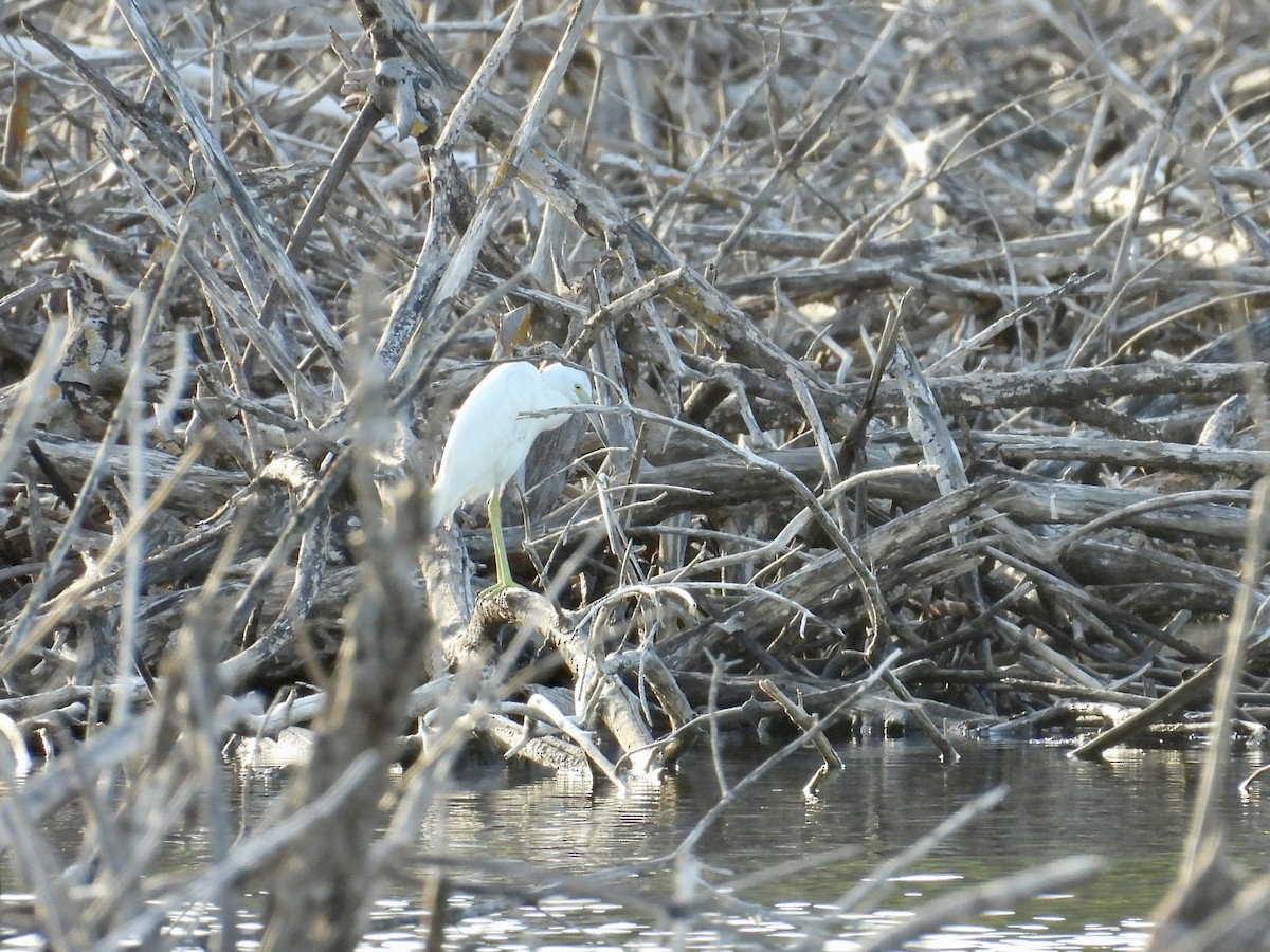 ヒメアカクロサギ - ML646854474