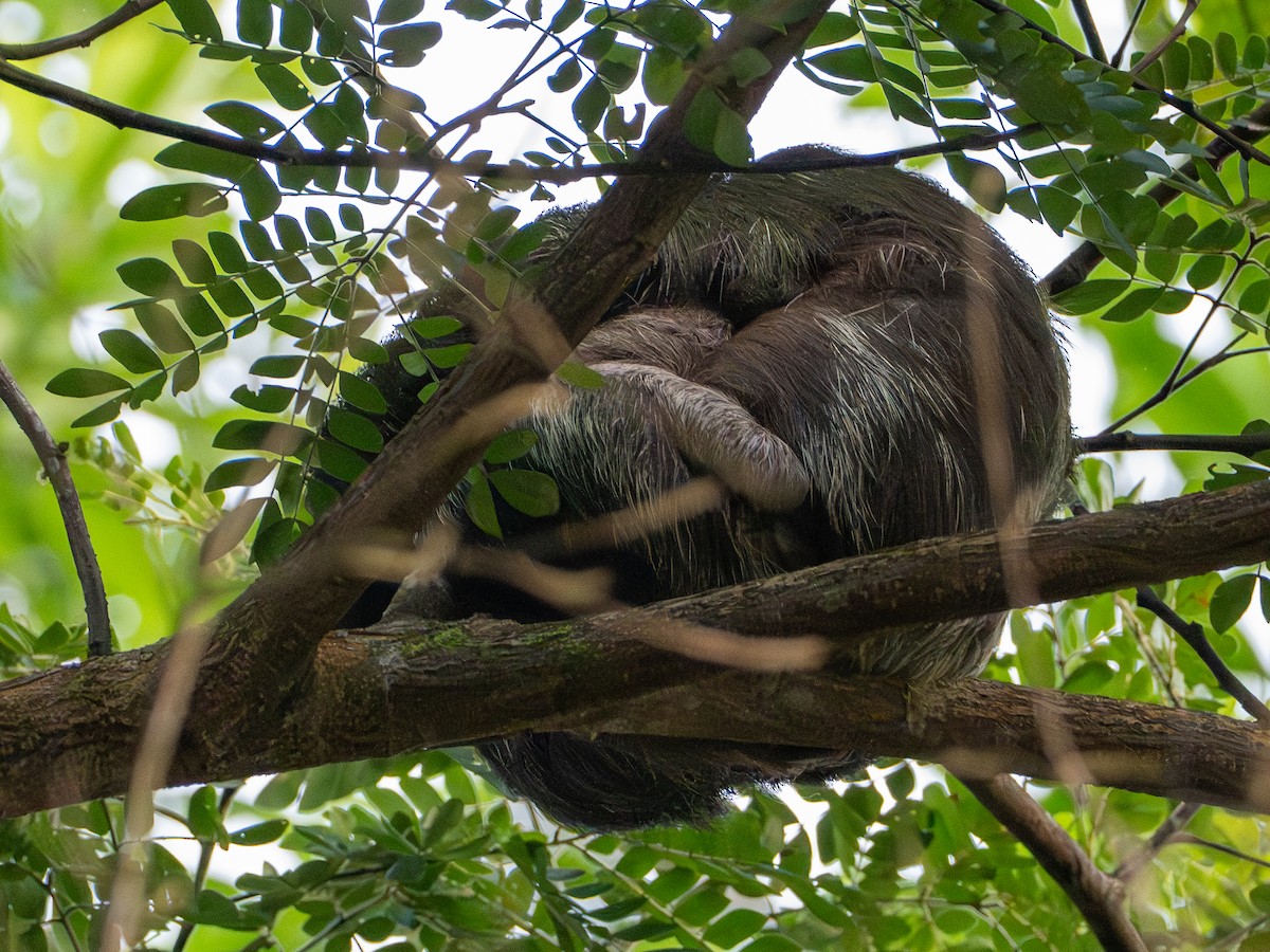 Brown-throated Three-toed Sloth - ML646854475